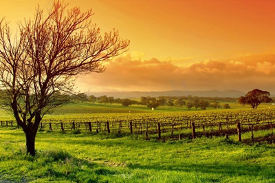 Wijngebied in Niagara Peninsula, Canada