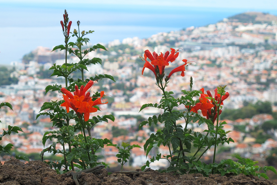 Bloemeneiland Madeira, Portugal