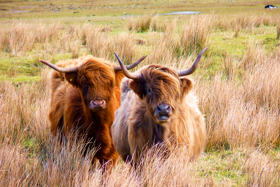 Schotse hooglander, Groot-Brittannië