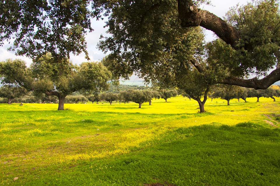 Kurkeiken in het voorjaar in de Alentejo, Portugal