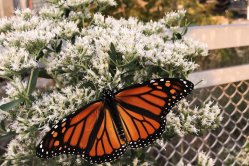 Highline Park, New York Highline Park, New York