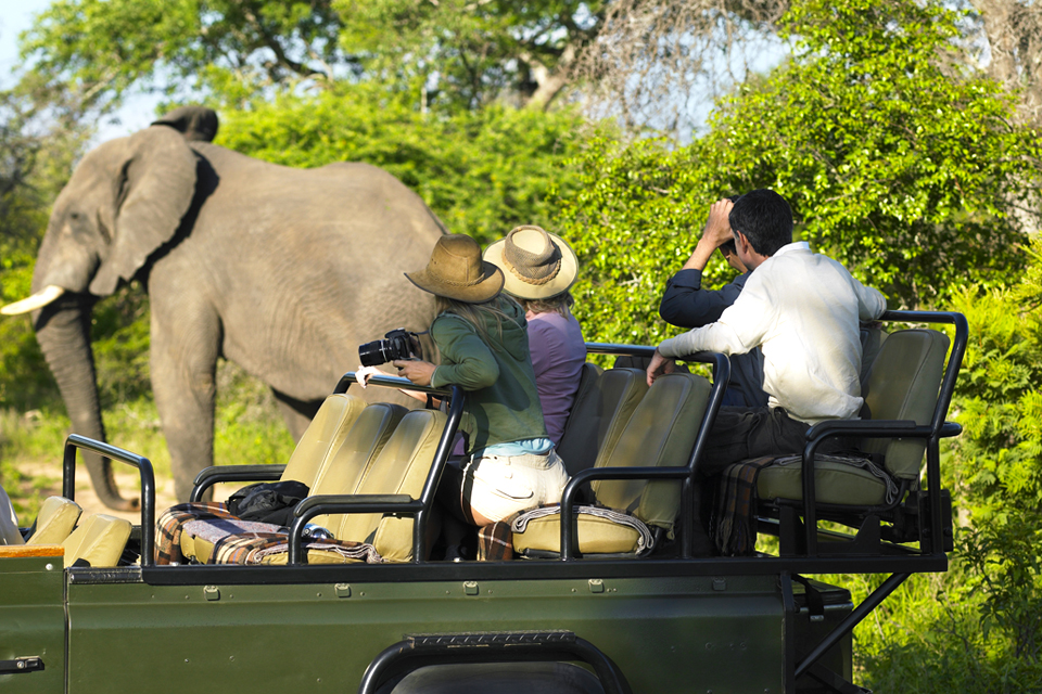 Game drive in Kruger National Park, Zuid-Afrika
