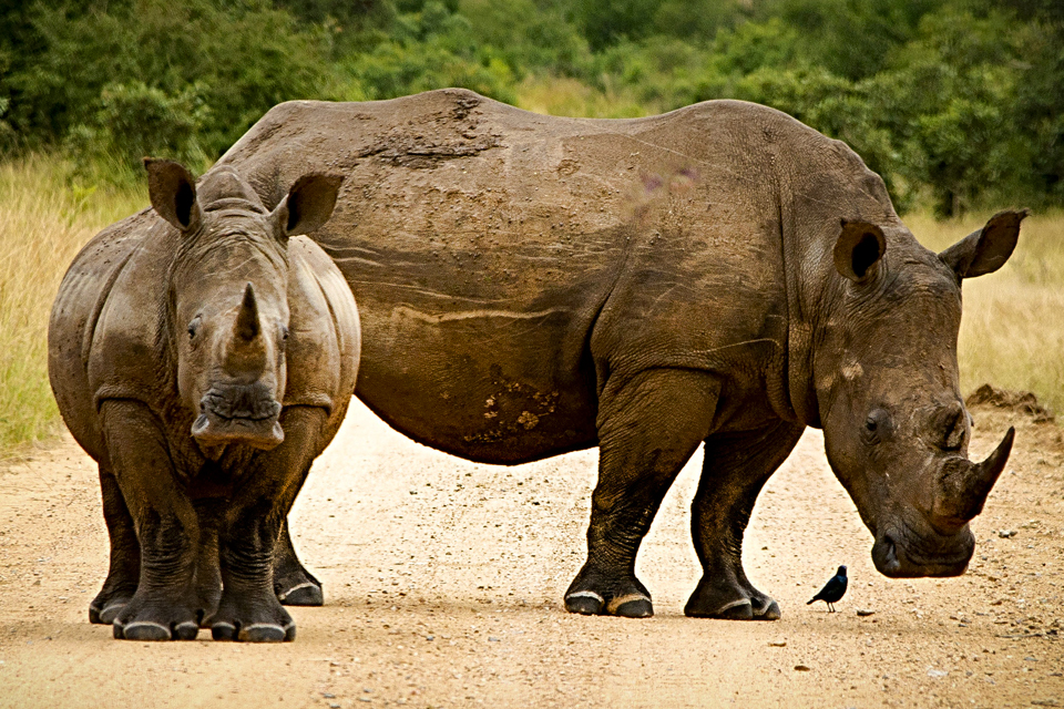 Witte neushoorns in Zuid-Afrika