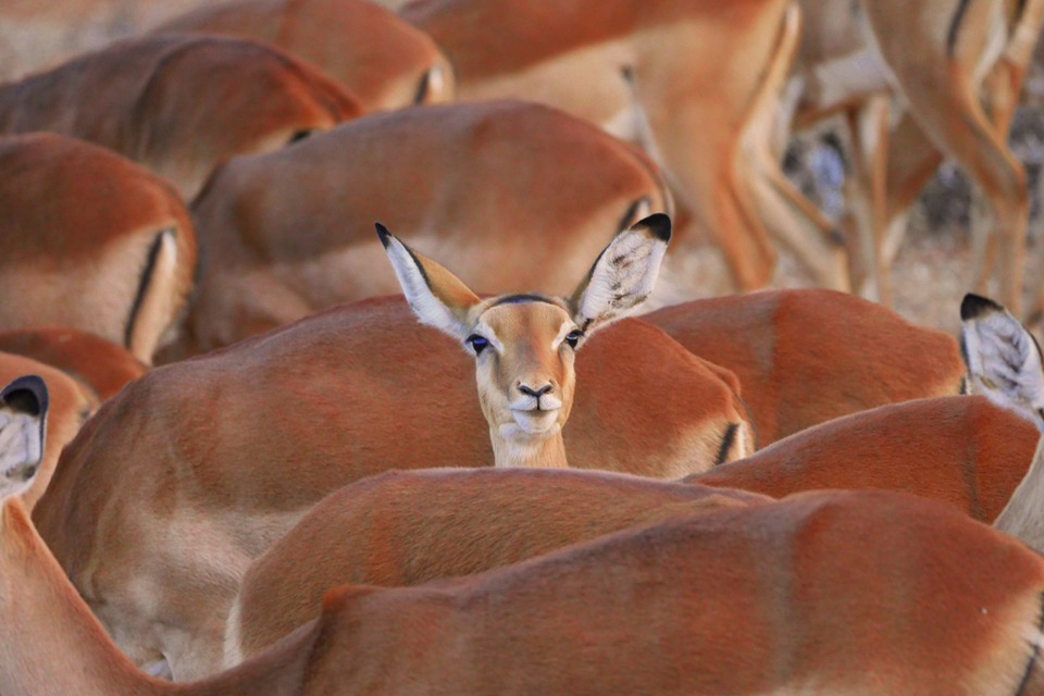 Impala's in Zuid-Afrika