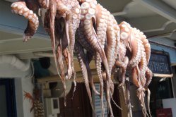 De octopus hangt te drogen, Griekenland