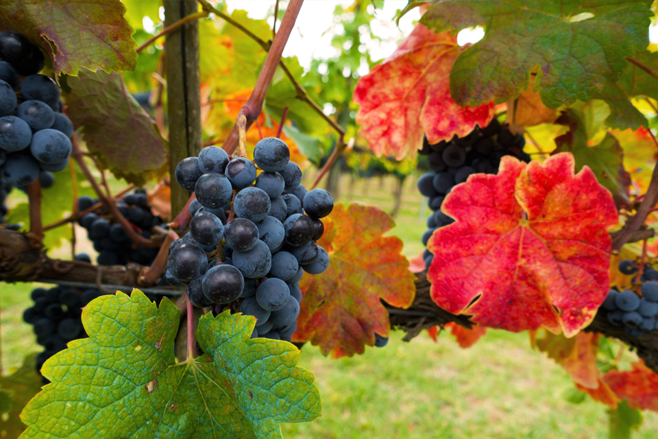 Druiven in een Chianti-wijnveld in Toscane, Italië