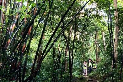 Jahoo Gibbon Camp Cambodja