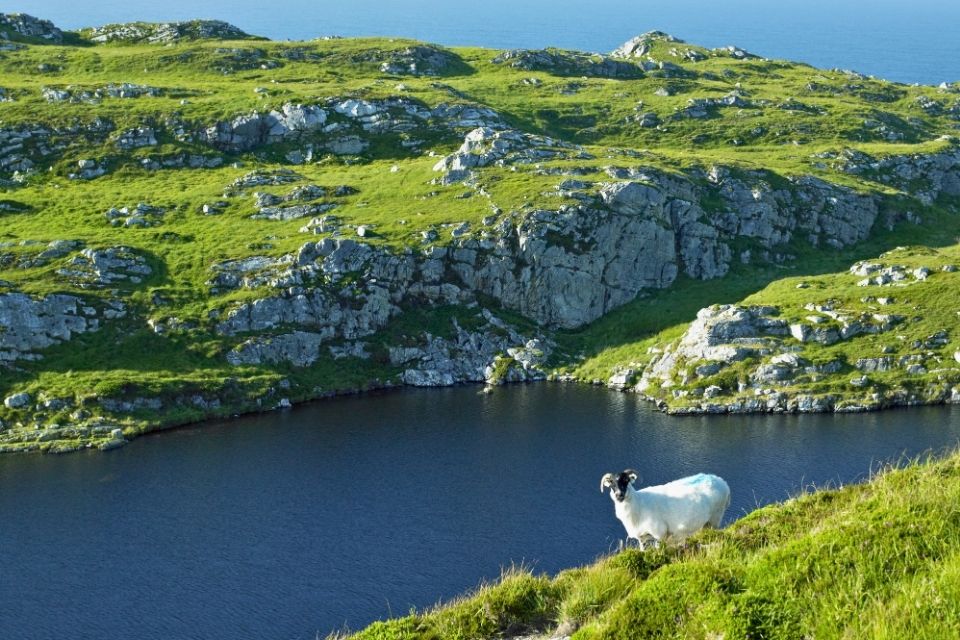Schapen in County Cork, Ierland