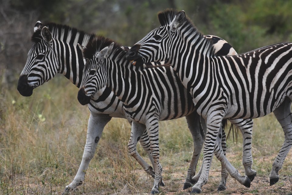 Zebra's in Zuid-Afrika