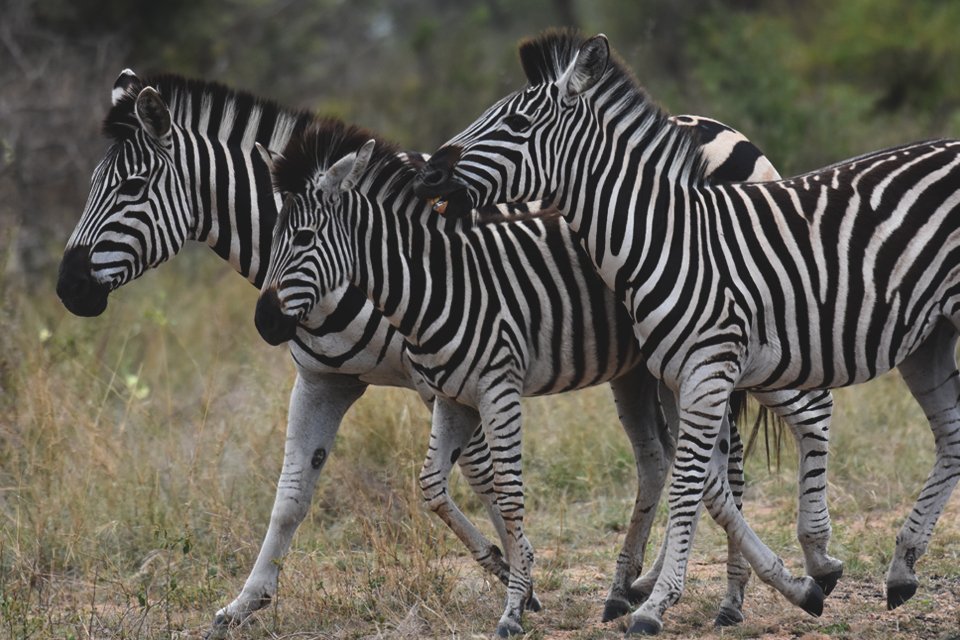 Zebra's in Zuid-Afrika