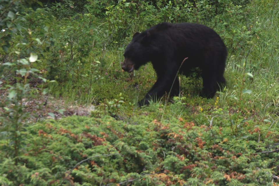 Zwarte beer, Canada