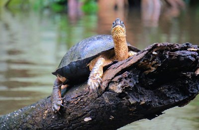 Schildpadden kijken Tortuguero, Costa Rica Schildpadden kijken Tortuguero, Costa Rica