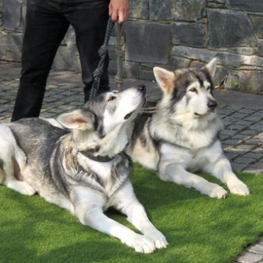 De echte Dire Wolfs game-of-thrones-008.jpg