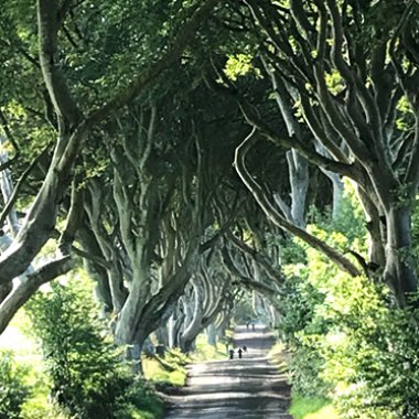 The Dark Hedges, in de serie King’s Road game-of-thrones-015.jpg