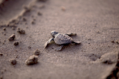 Babyschildpadden uitzetten op het strand in Mexico