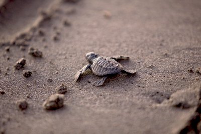 Babyschildpadden uitzetten op het strand in Mexico Babyschildpadden uitzetten op het strand in Mexico