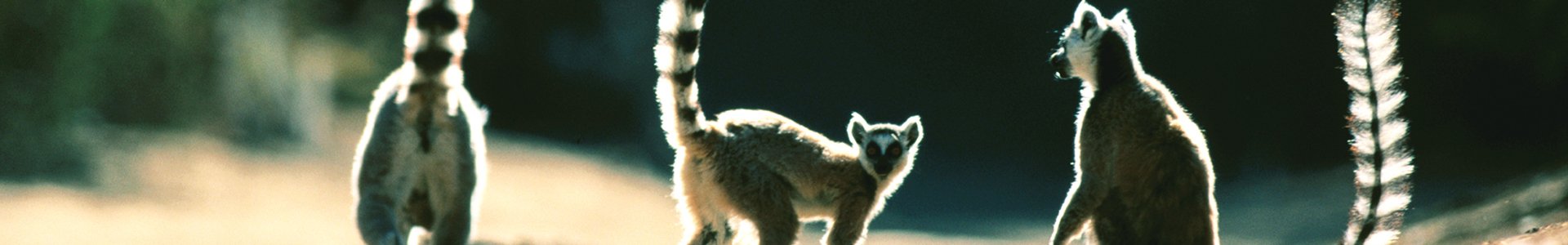 Madagaskar