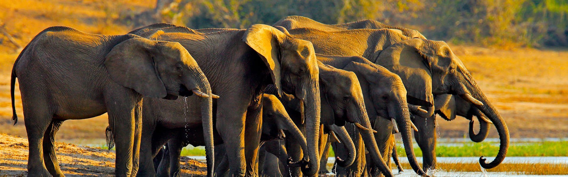 Olifanten in Chobe National Park, Botswana