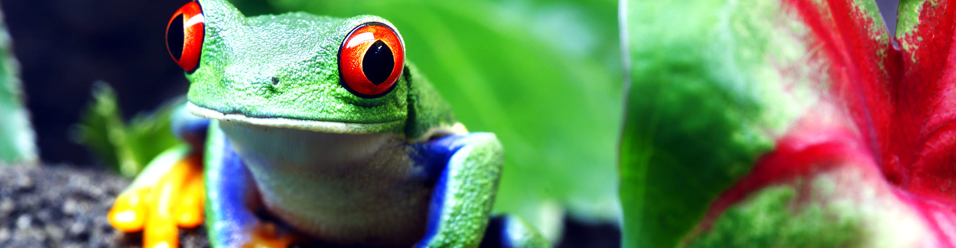 Kikker in Costa Rica