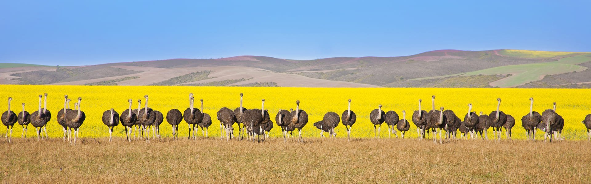 Struisvogels in Oudtshoorn, Zuid-Afrika