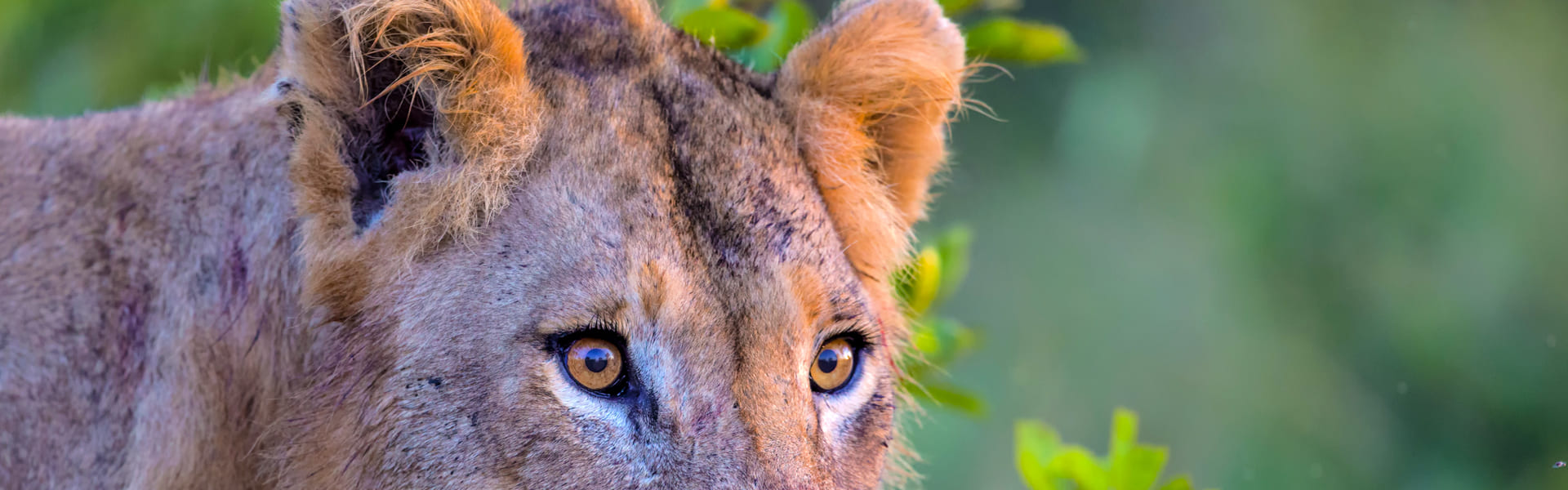 Leeuw in Zuid-Afrika