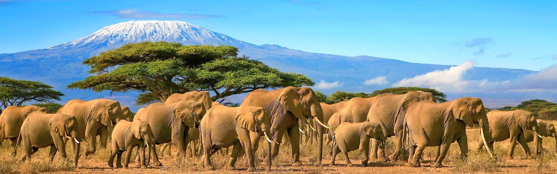 Uitzicht op de Kilimanjaro vanuit Tanzania, met olifanten
