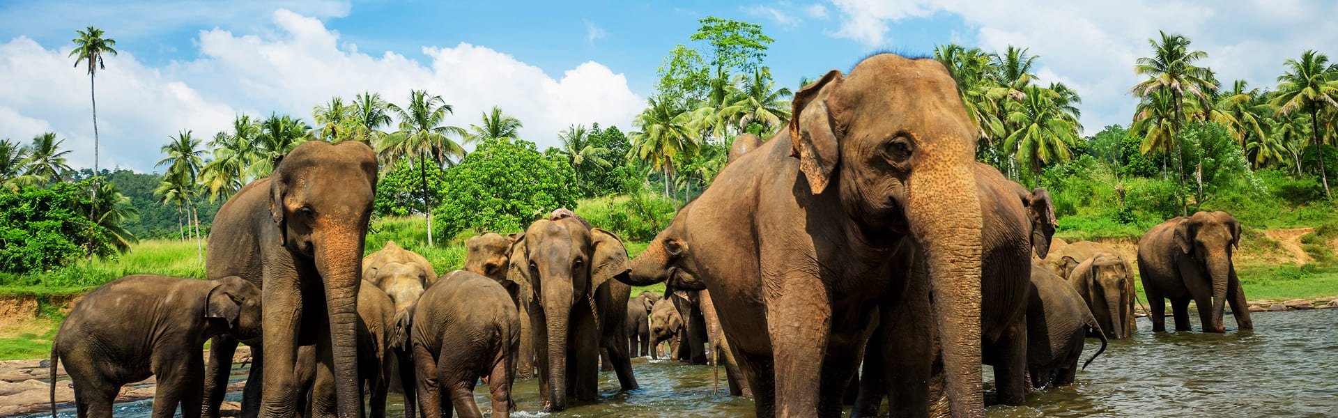 Pinnawela, Sri Lanka