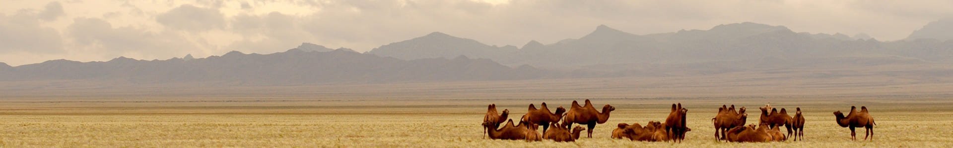 Gobi-woestijn, Mongolië