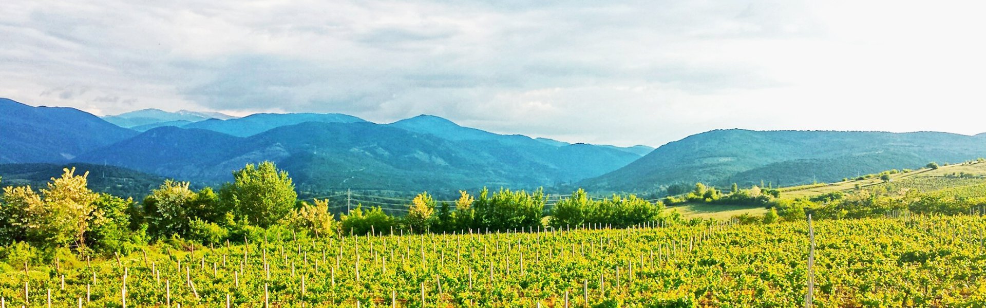 Wijnvelden, Noord-Macedonië