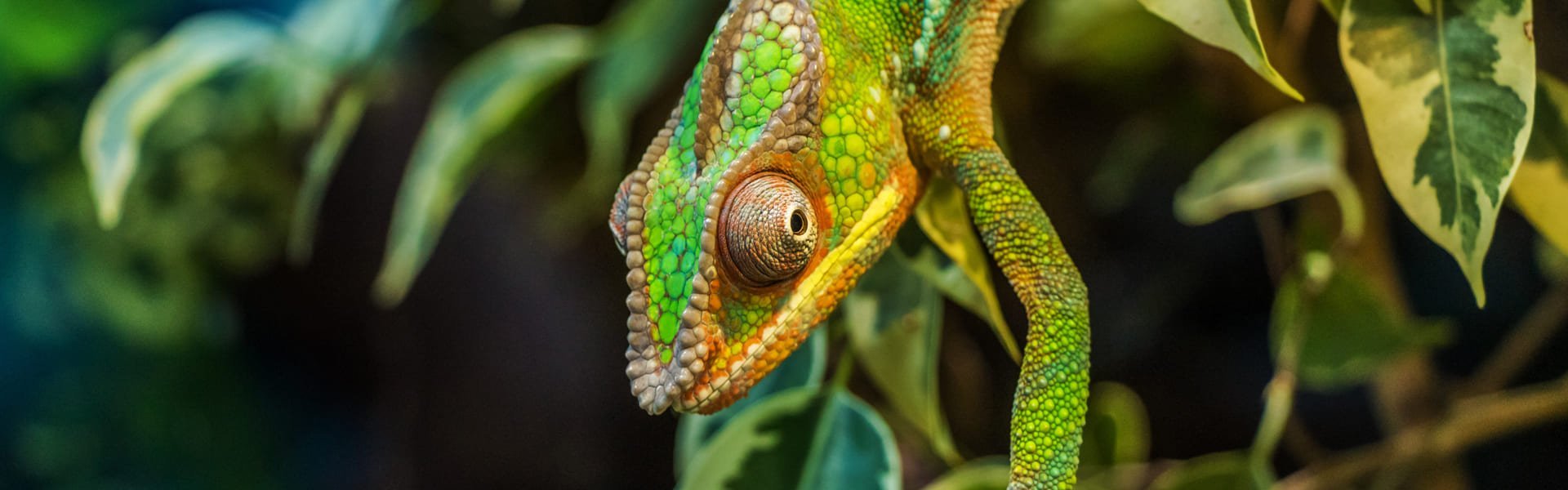 Kameleon op Madagaskar