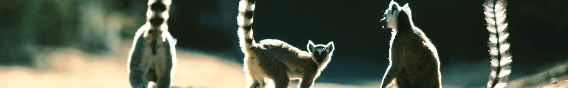 Madagaskar