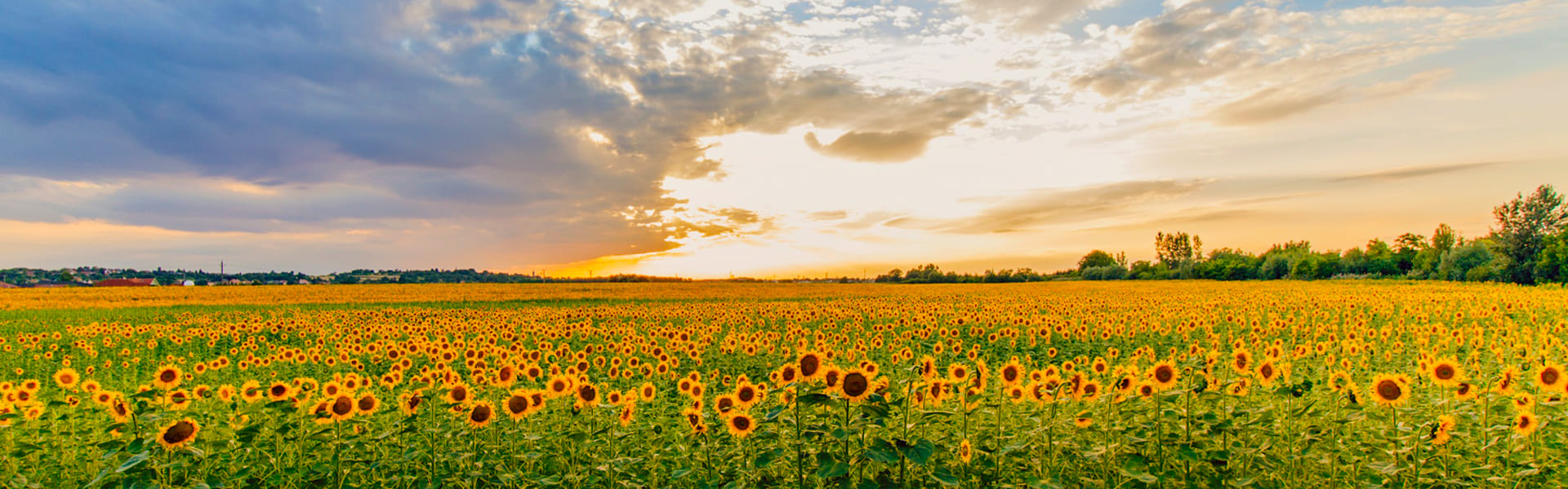 Zonnebloemen in de Provence, Frankrijk