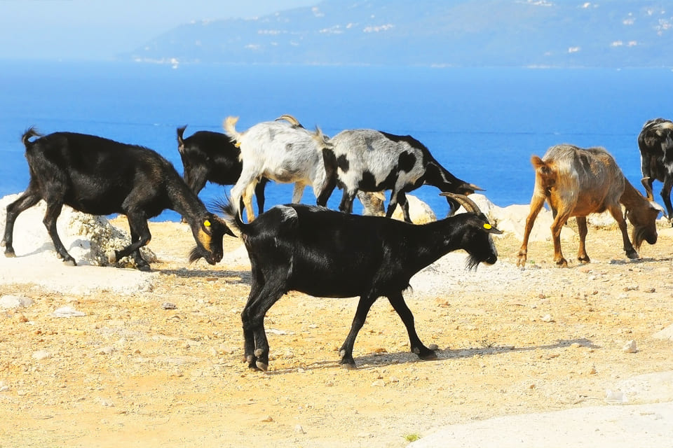 Geiten, Albanië