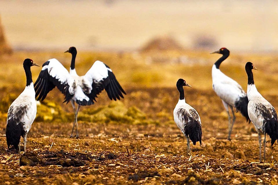 Zwartnekkraanvogels in Phobjikha-vallei, Bhutan