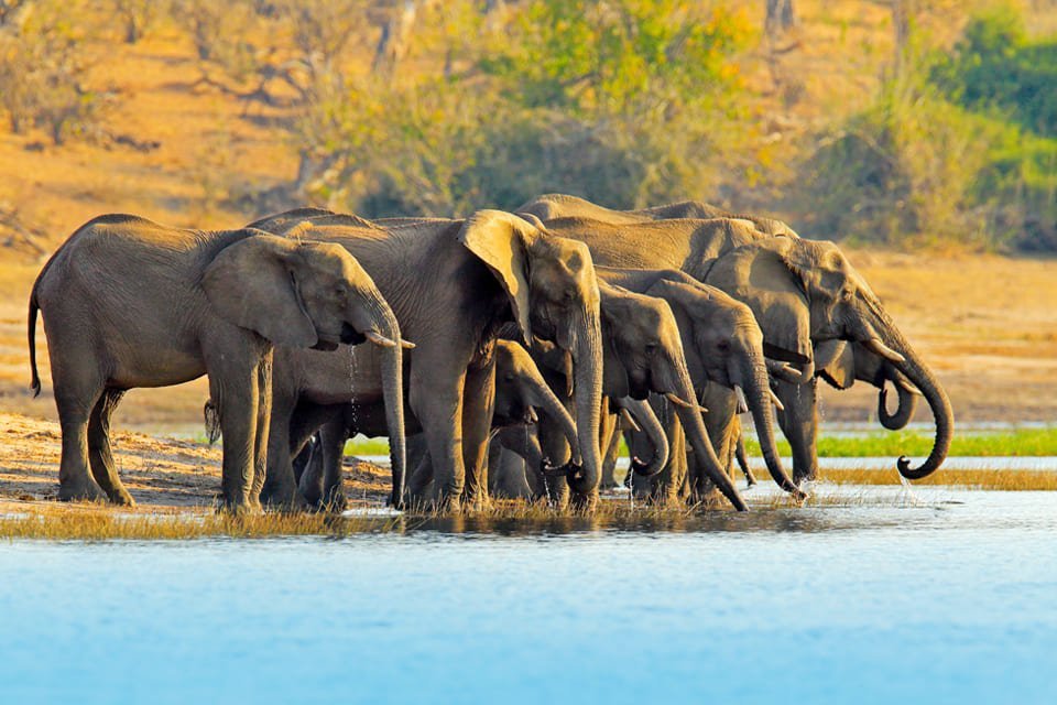 Chobe National Park, Botswana