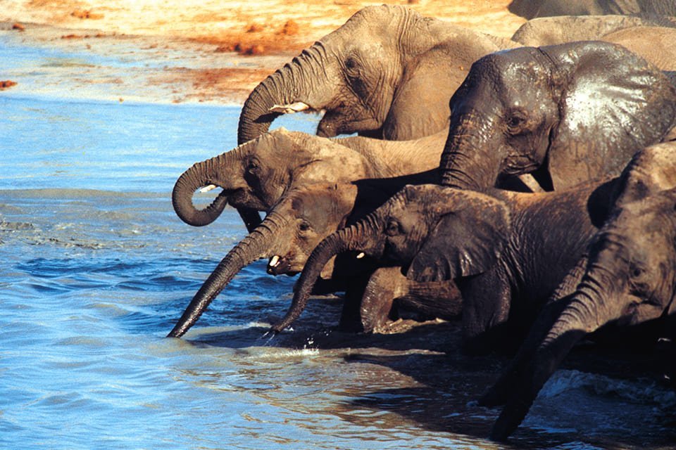 Chobe olifanten, Botswana