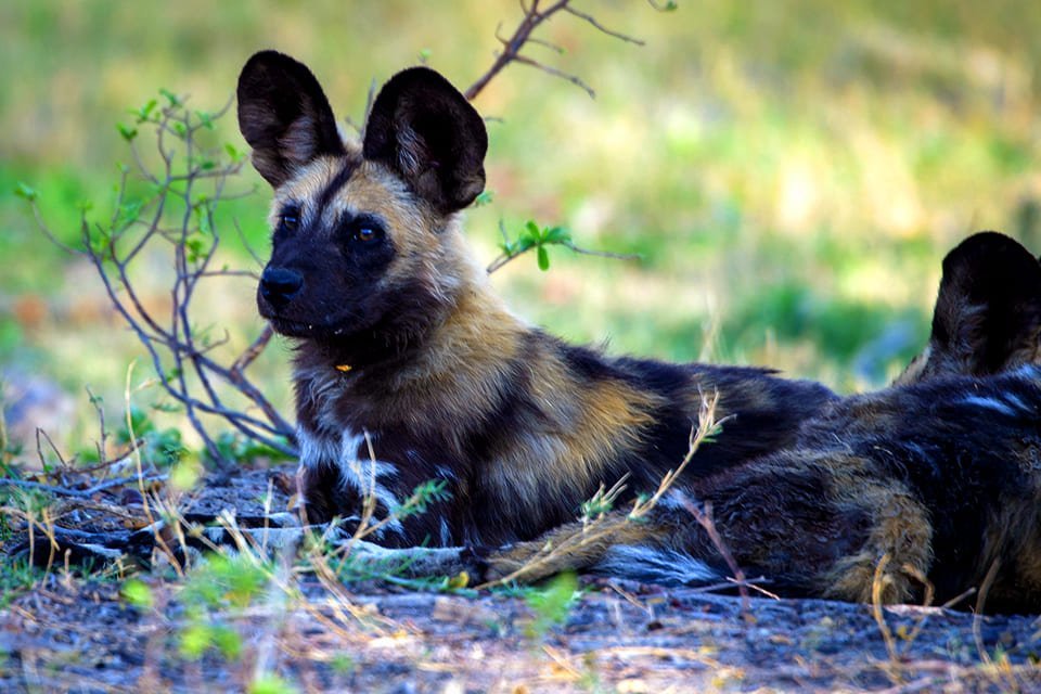 Wilde honden Chobe N.P. Botswana