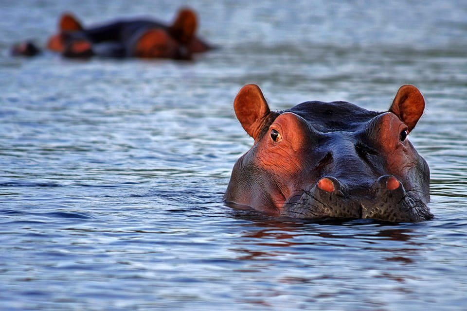 Nijlpaarden Moremi Game Reserve, Botswana