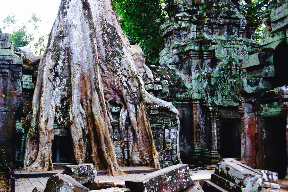 Ta Prohm, Cambodja