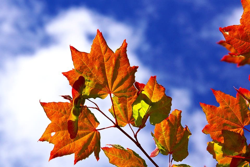 Herfstkleuren Oost-Canada