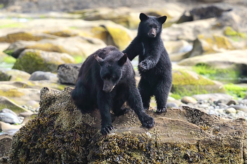 Zwarte beren in Canada