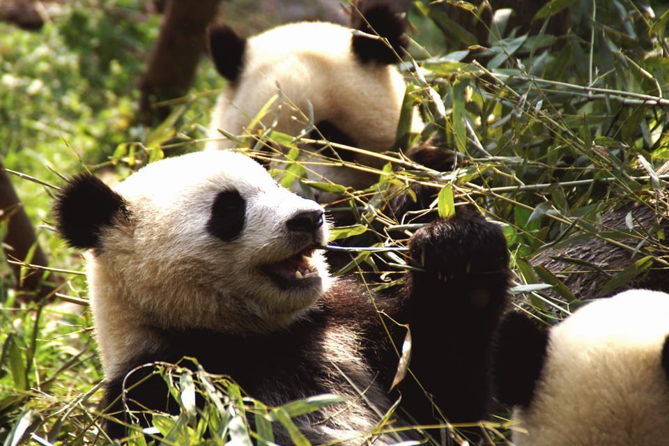 Panda's in Chengdu, China