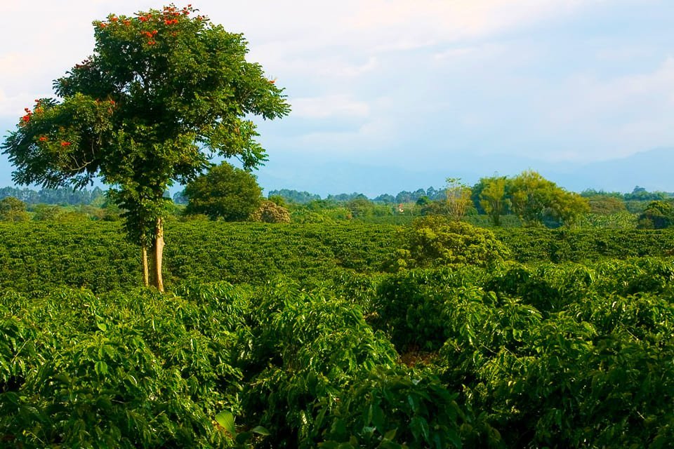De koffiedriehoek in Colombia