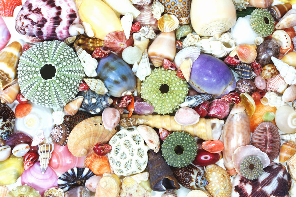 Schelpen, Costa Rica