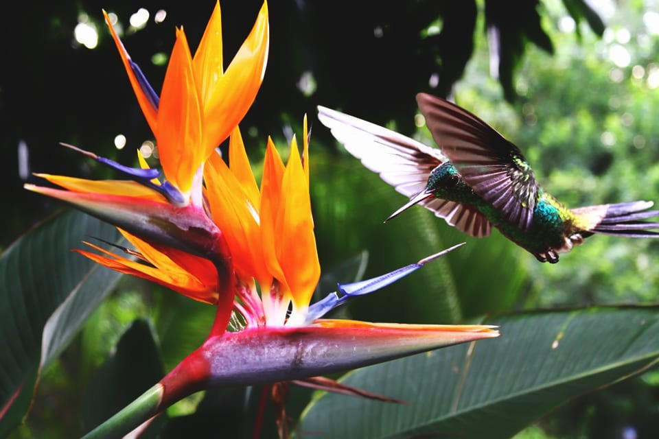 Kolibri bij paradijsbloem, Costa Rica