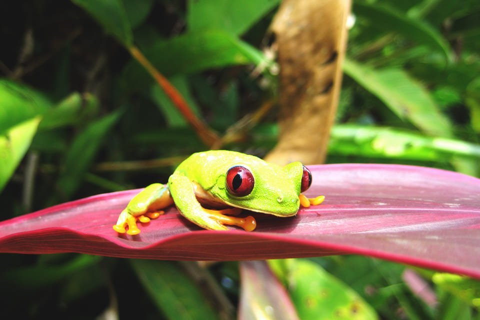 Bladkikker, Costa Rica