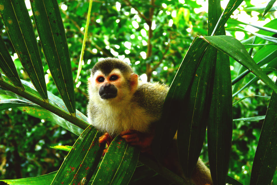 Sarapiquí, Panama en Costa rIca