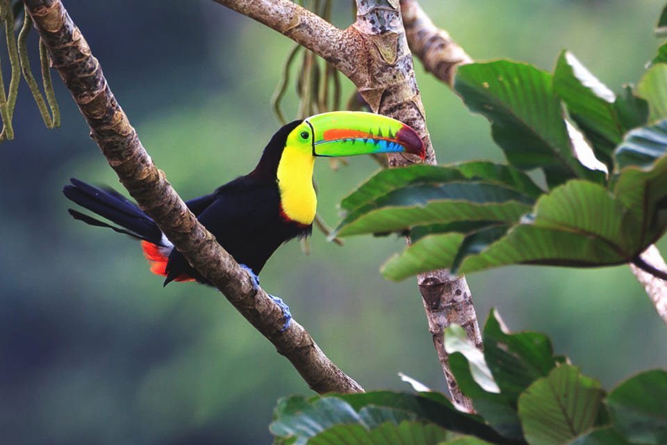 Toekan in Costa Rica