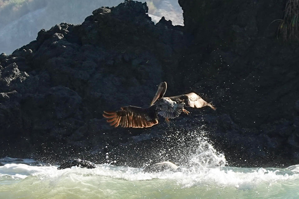 Bruine pelikaan in Manuel Antonio Costa Rica, reizigster Margot Hutten