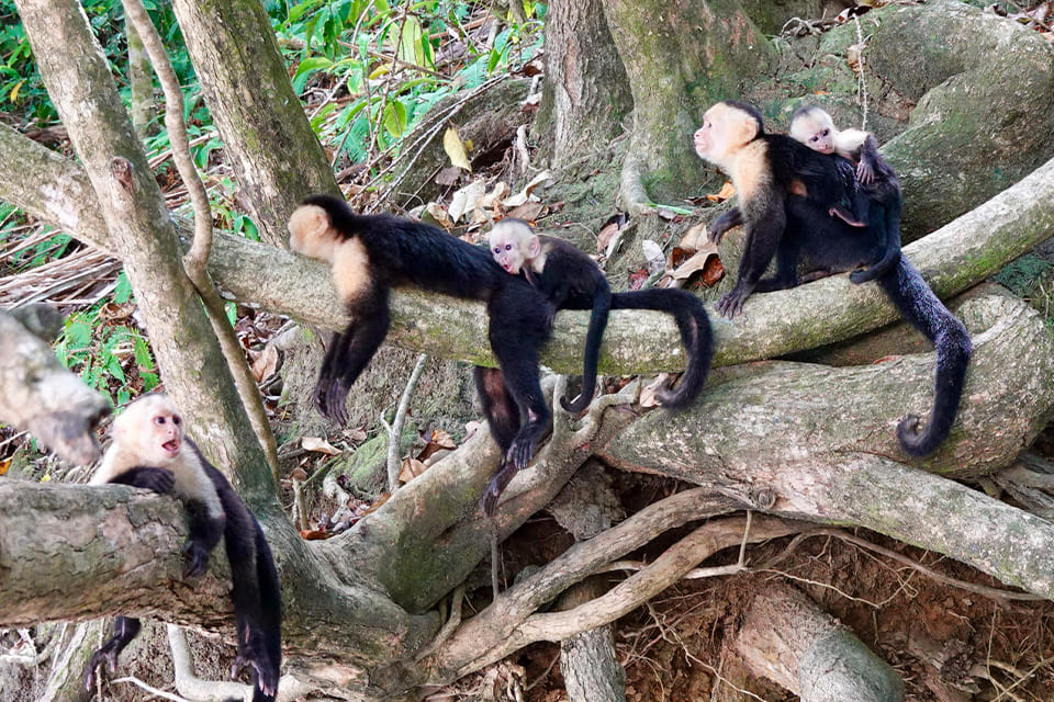Ka[ucijnaapjes in Costa Rica, reizigster Margot Hutten